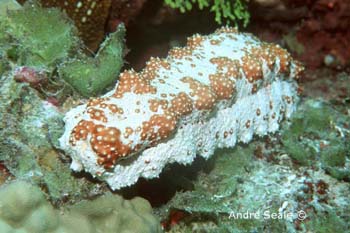 UW209-1 (sea cucumber)Andre Seale